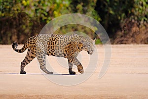 Jaguar, Panthera Onca, Female, Cuiaba River, Porto Jofre, Pantanal Matogrossense, Mato Grosso do Sul, Brazil photo