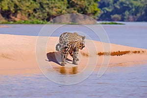 Jaguar, Panthera Onca, Female, Cuiaba River, Porto Jofre, Pantanal Matogrossense, Mato Grosso do Sul, Brazil