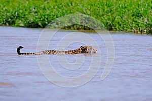 Jaguar, Panthera Onca, Female, swims across Cuiaba River, Porto Jofre, Pantanal Matogrossense, Pantanal, Brazil photo