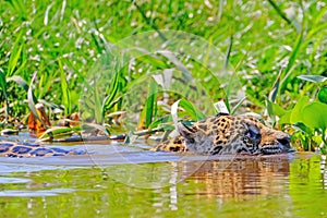 Jaguar, Panthera Onca, Female, swims across Cuiaba River, Porto Jofre, Pantanal Matogrossense, Pantanal, Brazil