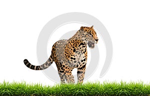 Jaguar ( panthera onca ) with green grass isolated
