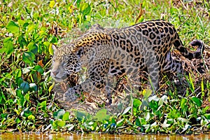 Jaguar, Panthera Onca, on the hunt, Cuiaba River, Porto Jofre, Pantanal Matogrossense, Mato Grosso do Sul, Brazil photo