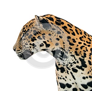 Jaguar ( Panthera onca ) isolated