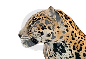 Jaguar ( Panthera onca ) isolated