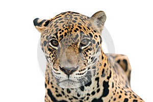 Jaguar ( Panthera onca ) isolated