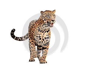 Jaguar ( panthera onca ) isolated