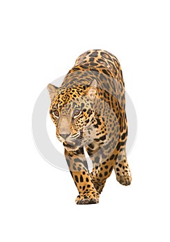 Jaguar ( panthera onca ) isolated