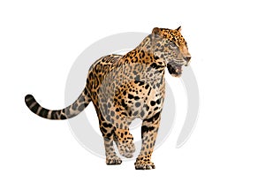 Jaguar ( panthera onca ) isolated