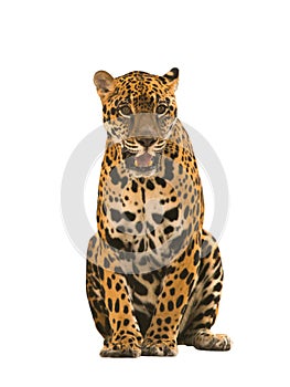 Jaguar ( panthera onca ) isolated