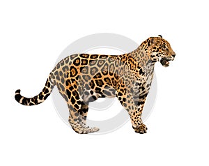 Jaguar ( panthera onca ) isolated