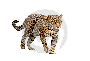 Jaguar ( panthera onca ) isolated photo