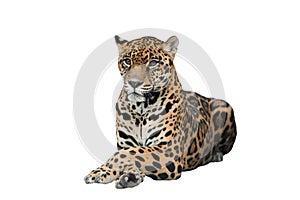 Jaguar ( Panthera onca ) isolated photo