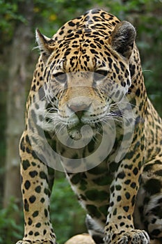 Jaguar - Panthera onca