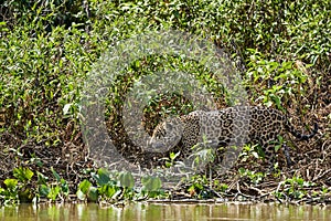 Jaguar Panthera onca is a large felid species