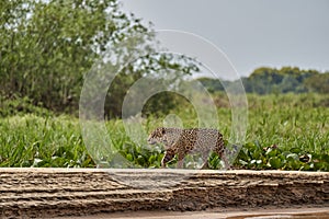 Jaguar Panthera onca is a large felid species in the pantanal