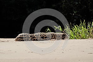 Jaguar Panthera onca is a large felid species in the Pantanal