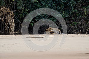 Jaguar Panthera onca is a large felid species in the Pantanal
