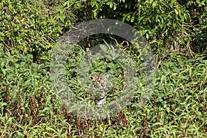 Jaguar, Panthera onca, is a large felid species in South America