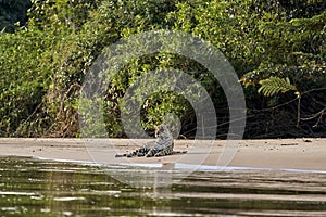 Jaguar, Panthera onca, is a large felid species in South America