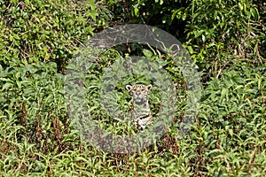 Jaguar, Panthera onca, is a large felid species in South America