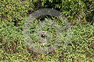 Jaguar, Panthera onca, is a large felid species in South America