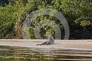 Jaguar, Panthera onca, is a large felid species in South America.