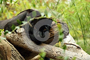 The jaguar Panthera onca lying on tree trunks. A black jaguar in captivity