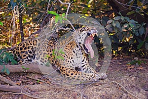 Jaguar, Panthera Onca, with open mouth on a riverbank, Cuiaba River, Porto Jofre, Pantanal Matogrossense, Brazil