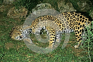 JAGUAR panthera onca, PAIR SHOWING DOMINANCE AND SUBMISSION
