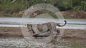 Jaguar, Panthera onca, in the Pantanal, Brazil