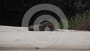 Jaguar, Panthera onca, in the Pantanal, Brazil