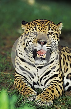 Jaguar, panthera onca, Portrait of Adult