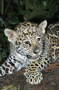 JAGUAR panthera onca, PORTRAIT OF CUB