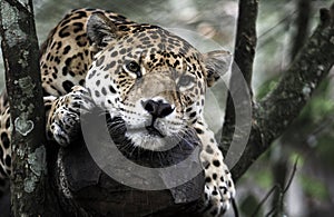 Jaguar Panthera onca resting on tree in jungle