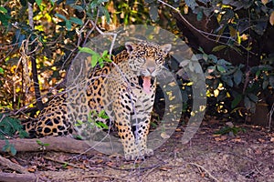 Jaguar, Panthera Onca, on a riverbank, Cuiaba River, Porto Jofre, Pantanal Matogrossense, Mato Grosso, Brazil