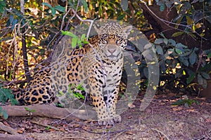 Jaguar, Panthera Onca, on a riverbank, Cuiaba River, Porto Jofre, Pantanal Matogrossense, Mato Grosso, Brazil