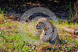 Jaguar, Panthera Onca, on a riverbank, Cuiaba River, Porto Jofre, Pantanal Matogrossense, Mato Grosso, Brazil