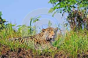 Jaguar, Panthera Onca, on a riverbank, Cuiaba River, Porto Jofre, Pantanal Matogrossense, Mato Grosso, Brazil