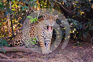 Jaguar, Panthera Onca, on a riverbank, Cuiaba River, Porto Jofre, Pantanal Matogrossense, Mato Grosso, Brazil photo