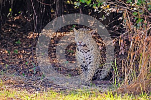 Jaguar, Panthera Onca, on a riverbank, Cuiaba River, Porto Jofre, Pantanal Matogrossense, Mato Grosso, Brazil photo