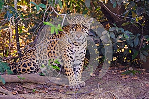 Jaguar, Panthera Onca, on a riverbank, Cuiaba River, Porto Jofre, Pantanal Matogrossense, Mato Grosso, Brazil photo