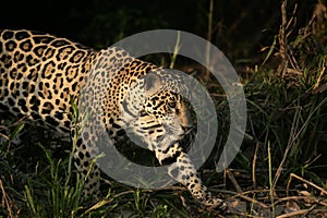 Jaguar, Panthera onca