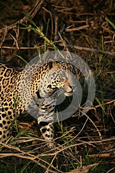 Jaguar, Panthera onca