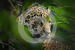 Jaguar - Panthera onca a wild cat species, the only extant member of Panthera native to the Americas