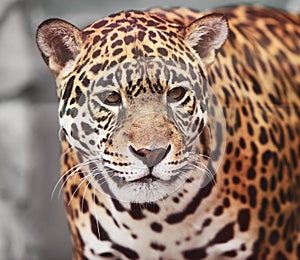 Jaguar - Panthera onca. Wildlife