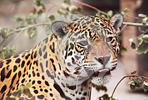 Jaguar - Panthera onca. Wildlife