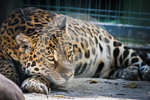 The jaguar - Panthera onca in the zoo