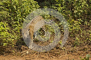 Jaguar Pausing by Bushes photo