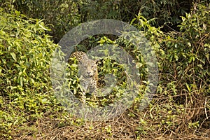 Jaguar Pausing in front of Jungle Entrance