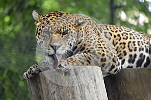 Jaguar paw licking